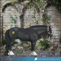Horse Color:Black  and Black 