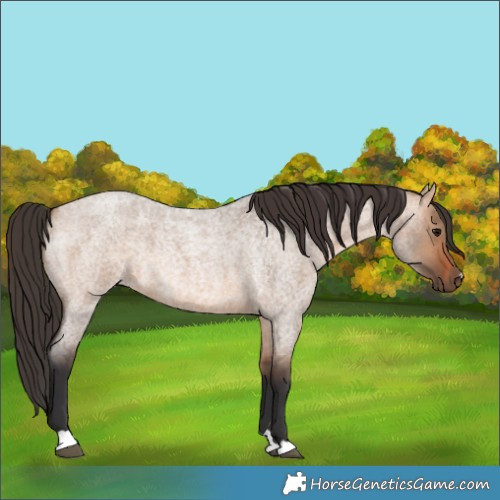 Horse Color:Bay Roan Dun 