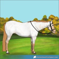 Horse Color:Red Dun Appaloosa and Red Dun Roan Appaloosa