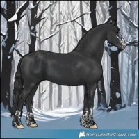 Horse Color:Black  and Black 