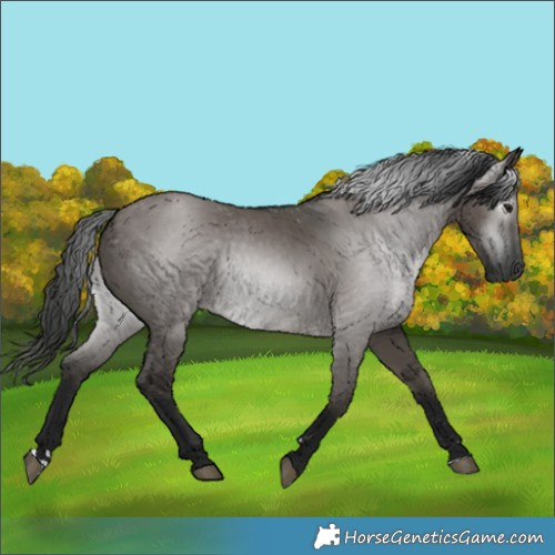 Horse Color:Gray Grullo