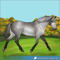Horse Color:Gray Grullo 