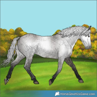 Horse Color:Gray Grullo 