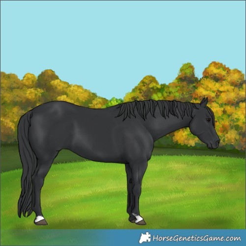 Horse Color:Black  and Black 