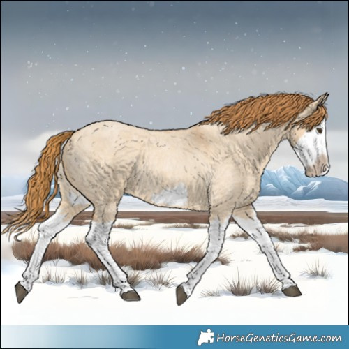 Horse Color:Red Dun Roan Splash Frame Rabicano 