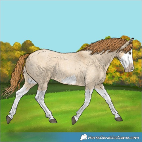 Horse Color:Red Dun Roan Splash Frame Rabicano 