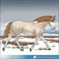 Horse Color:Red Dun Roan Splash Frame Rabicano 