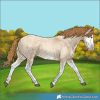 Horse Color:Red Dun Roan Splash Frame Rabicano 