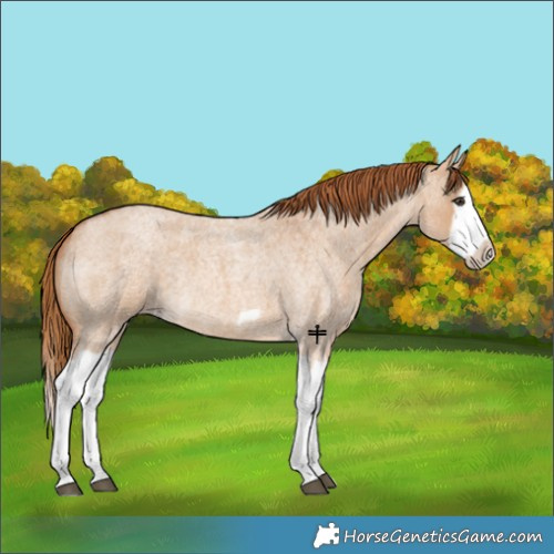 Horse Color:Red Dun Roan Splash Frame Rabicano 