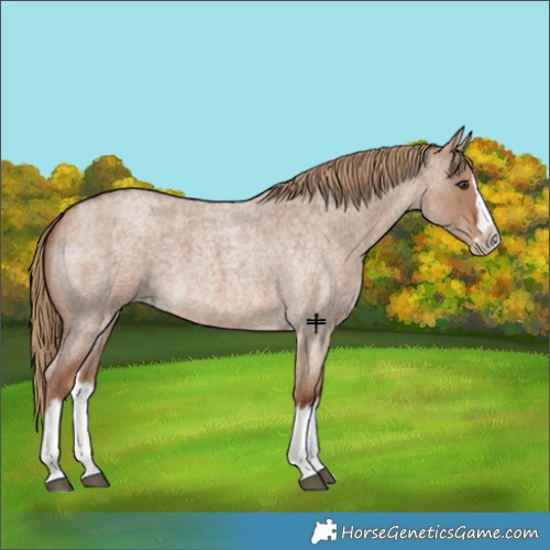 Horse Color:Red Dun Roan Splash Frame Rabicano 