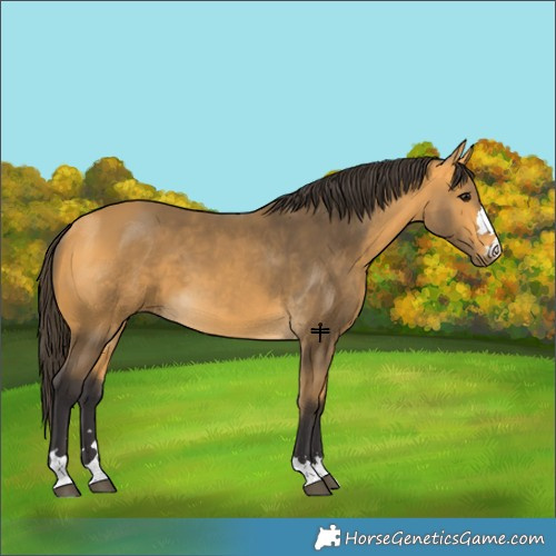 Horse Color:Buckskin 