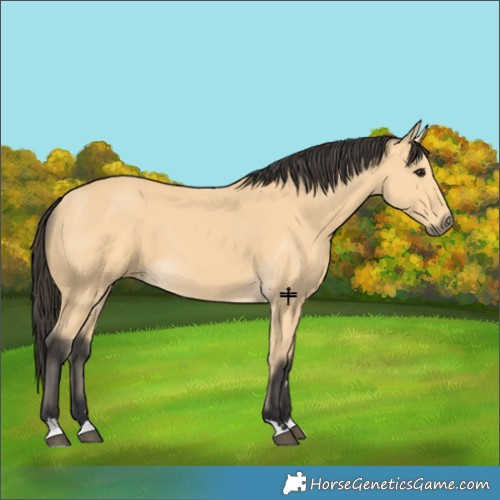 Horse Color:Buckskin 