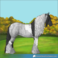 Horse Color:Blue Roan Tobiano 
