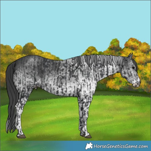 Horse Color:Black  and White Spotted Black 