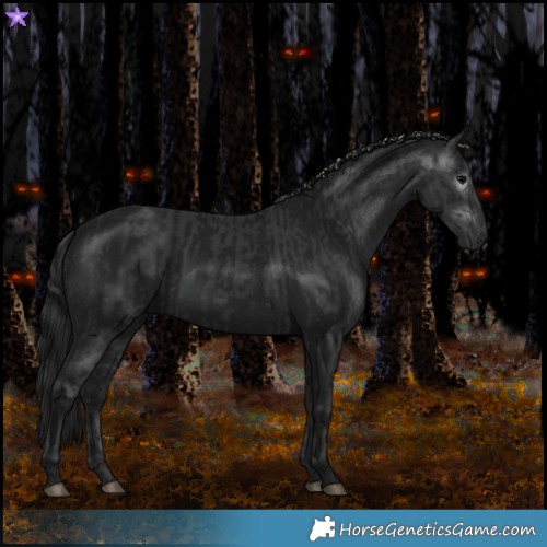 Horse Color:Black  and Gray Black 