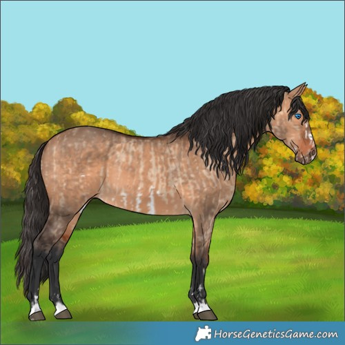 Horse Color:Bay Dun Frame and Bay Dun