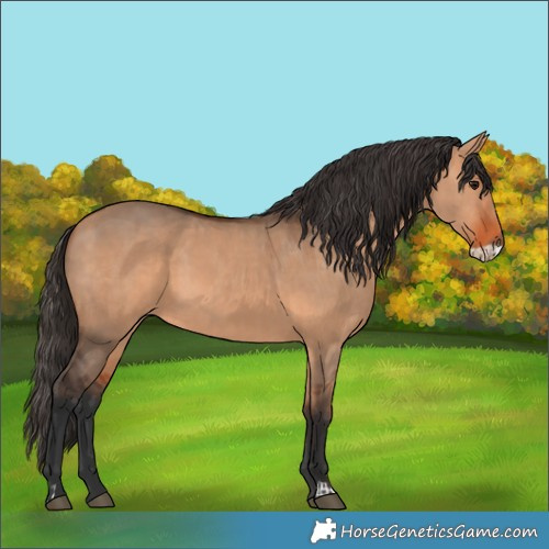Horse Color:Bay Dun  and Bay Dun Frame 
