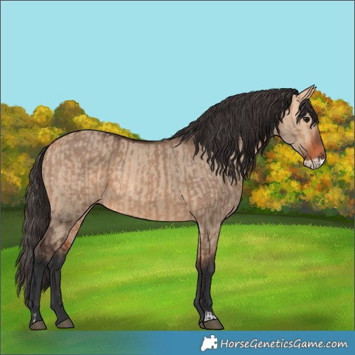 Horse Color:Bay Dun and Bay Dun Frame