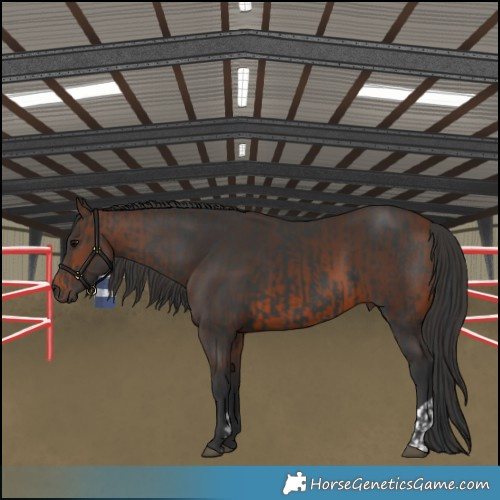 Horse Color:Black  and Brown 