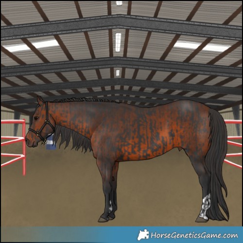 Horse Color:Black  and Brown 