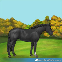 Horse Color:Black  and Black 