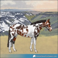 Horse Color:Bay Tobiano Near Leopard 