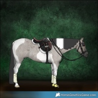 Horse Color:Grullo Roan Tobiano