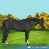Horse Color:Black  and Black 