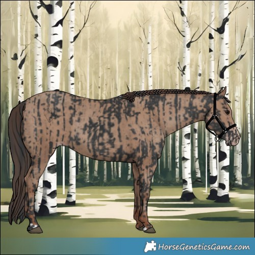 Horse Color:Black  and Classic Champagne 