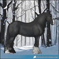 Horse Color:Black  and Black 
