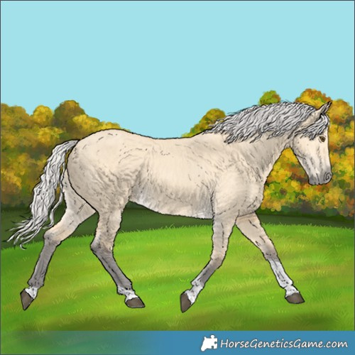 Horse Color:Silver Buckskin Dun Tobiano 