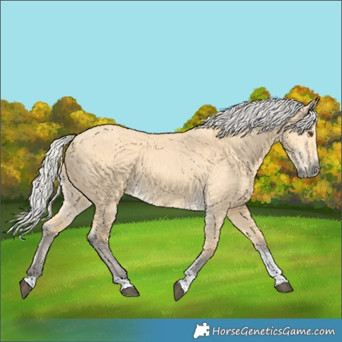 Horse Color:Silver Buckskin Dun Tobiano