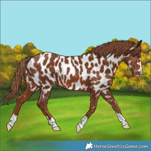 Horse Color:Chestnut Appaloosa