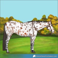 Horse Color:Bay Appaloosa  and Bay Appaloosa 