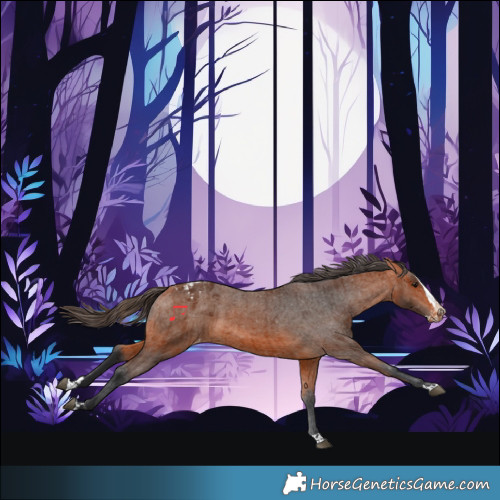 Horse Color:Bay Appaloosa  and Bay Splash Appaloosa 