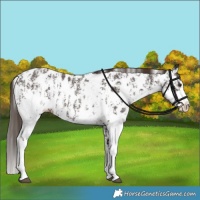 Horse Color:Liver Chestnut Sabino Splash Appaloosa  and Liver Chestnut Sabino Splash Appaloosa 