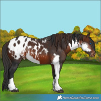 Horse Color:Brown Splash Appaloosa  and Brown Appaloosa 