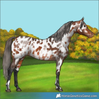Horse Color:Bay Appaloosa  and Gray Bay Appaloosa 