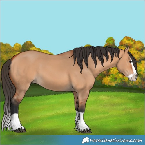 Horse Color:Bay Dun Splash 