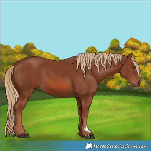 Horse Color:Chestnut 