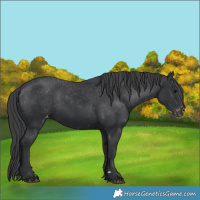 Horse Color:Black Appaloosa 