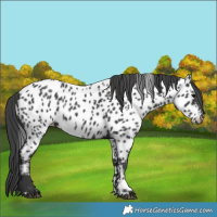 Horse Color:Black Appaloosa 