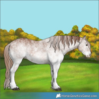 Horse Color:White Spotted Chestnut 