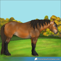 Horse Color:Gray Buckskin 