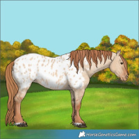 Horse Color:Red Dun Appaloosa 