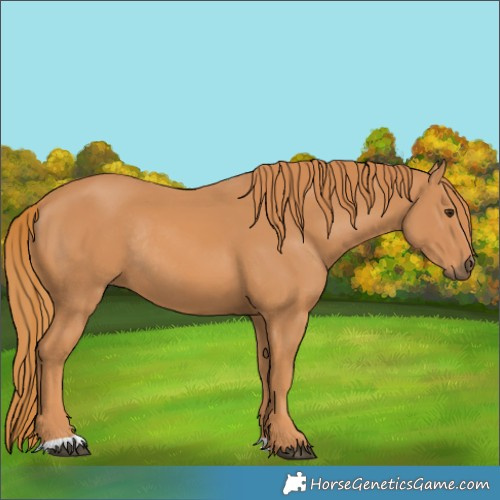 Horse Color:Chestnut Rabicano 