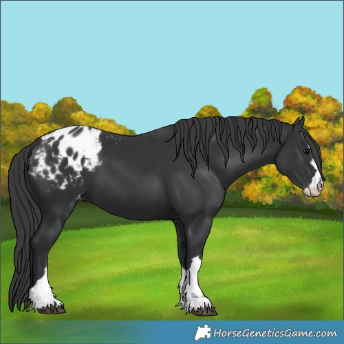 Horse Color:Black Appaloosa 