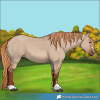 Horse Color:Red Dun 