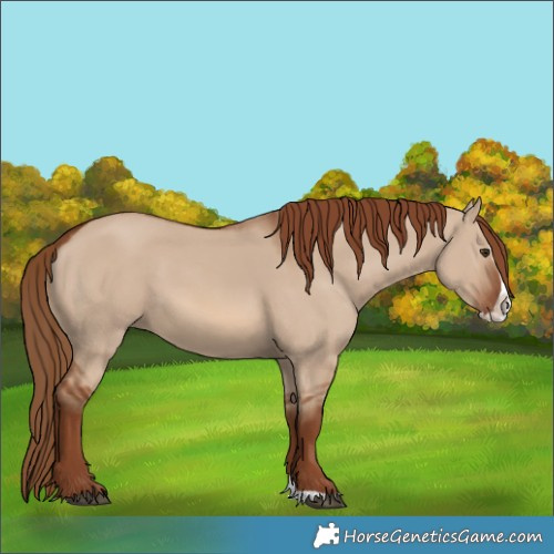Horse Color:Red Dun Splash 