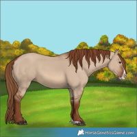 Horse Color:Red Dun Splash